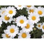 513600-chrysanthemum-paludosum-snow-daisy