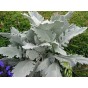 513800-cineraria-maritima-cirrus
