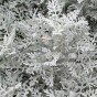 513820-cineraria-maritima-silver-dust