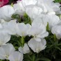 514050-clarkia-amoena-ssp-lindleyi-duchess-albany