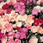 514170-clarkia-amoena-ssp-lindleyi-enkelbloemig-gemengd-dwarf-jewel-mixed