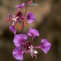 514180-clarkia-unguiculata