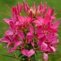 514220-cleome-hassleriana-cherry-queen