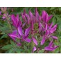 514230-cleome-hassleriana-mauve-queen