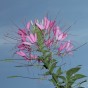 514240-cleome-hassleriana-rose-queen