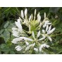 514340-cleome-hassleriana-white-queen