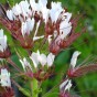 514360-cleome-monophylla-solo-light-pink