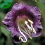514400-cobaea-scandens-violetblau