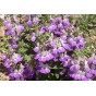 514450-collinsia-heterophylla-bicolor