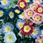 514500-convolvulus-tricolor-mixed