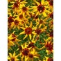 514640-coreopsis-tinctoria-mardi-gras