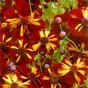 514660-coreopsis-tinctoria-roulette