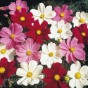 514710-cosmos-bipinnatus-early-summer