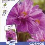 514715-cosmos-bipinnatus-fizzy-pink