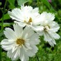 514730-cosmos-bipinnatus-psyche-white