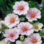 515011-cosmos-bipinnatus-tetra-flush