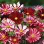 515016-cosmos-bipinnatus-velouette