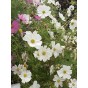 515020-cosmos-bipinnatus-gazebo-white