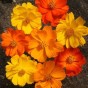 515050-cosmos-sulphureus-fireworks-mixed-bright-lights-klondyke-mixed