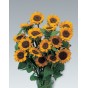 524480-helianthus-annuus-sonja