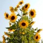 524560-helianthus-annuus-henry-wilde
