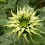 524570-helianthus-annuus-sunfill-green-f1
