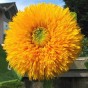 524600-helianthus-annuus-sungold-hoog