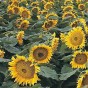 524730-helianthus-annuus-sunspot