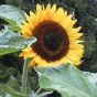524740-helianthus-annuus-taiyo