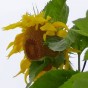 524750-helianthus-annuus-titan