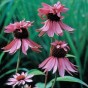 586068-echinacea-purpurea-double-decker-paradiso-super-duper