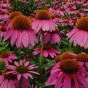 586070-echinacea-purpurea-bravado-starlight