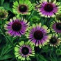 586080-echinacea-purpurea-green-twister