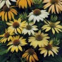 586090-echinacea-purpurea-mellow-yellows