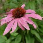 586100-echinacea-purpurea-purple