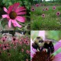 586220-echinacea-tennesseensis