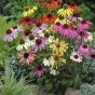 586290-echinacea-hybriden-dreamcoat-paradiso