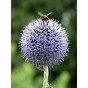 586400-echinops-ritro