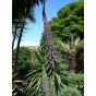 586500-echium-pininana-blue-tower-blue-steeple