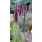 586530-echium-wildpretii