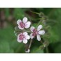 586880-erodium-pelargoniflorum