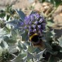 587080-eryngium-maritimum