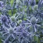 587085-eryngium-planum