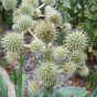 587095-eryngium-yuccifolium