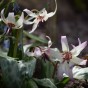587100-erythronium-hendersonii