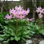 587110-erythronium-revolutum