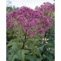 587180-eupatorium-purpureum