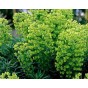 587190-euphorbia-characias