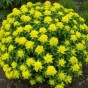 587220-euphorbia-polychroma