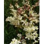 587470-filipendula-vulgaris